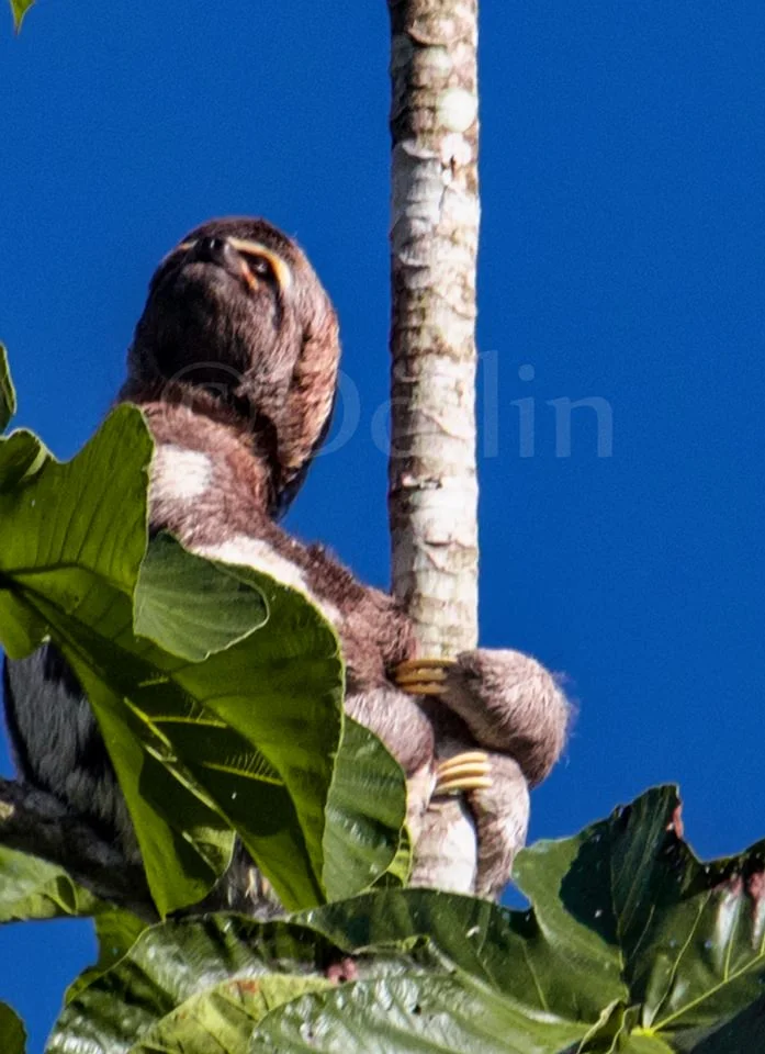 2016 Three-toed Sloth.jpg