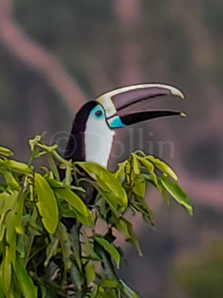 2016 White-throated Toucan.jpg