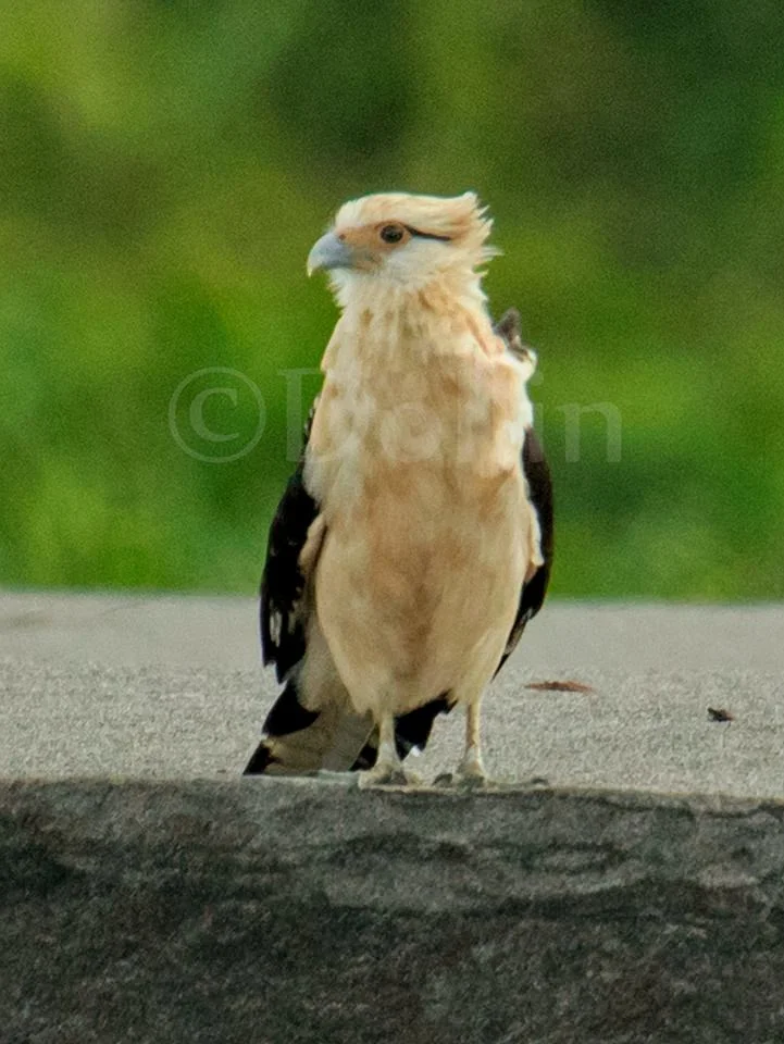 2016 Yellow headed Caracara.jpg