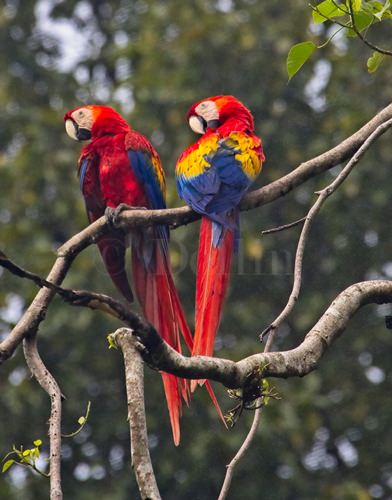 Costa Rica.jpg