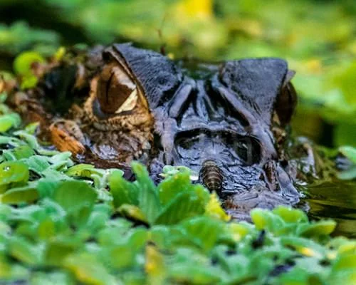 Eucador-Amazon.jpg