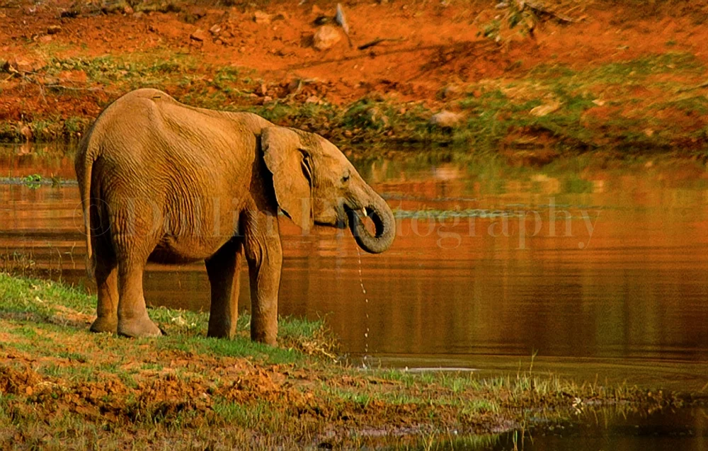 2001 African Elephant.jpg