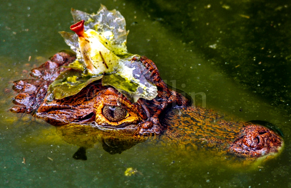 2007 Caiman.jpg