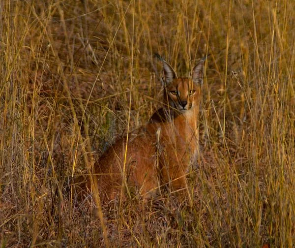 African Caracal