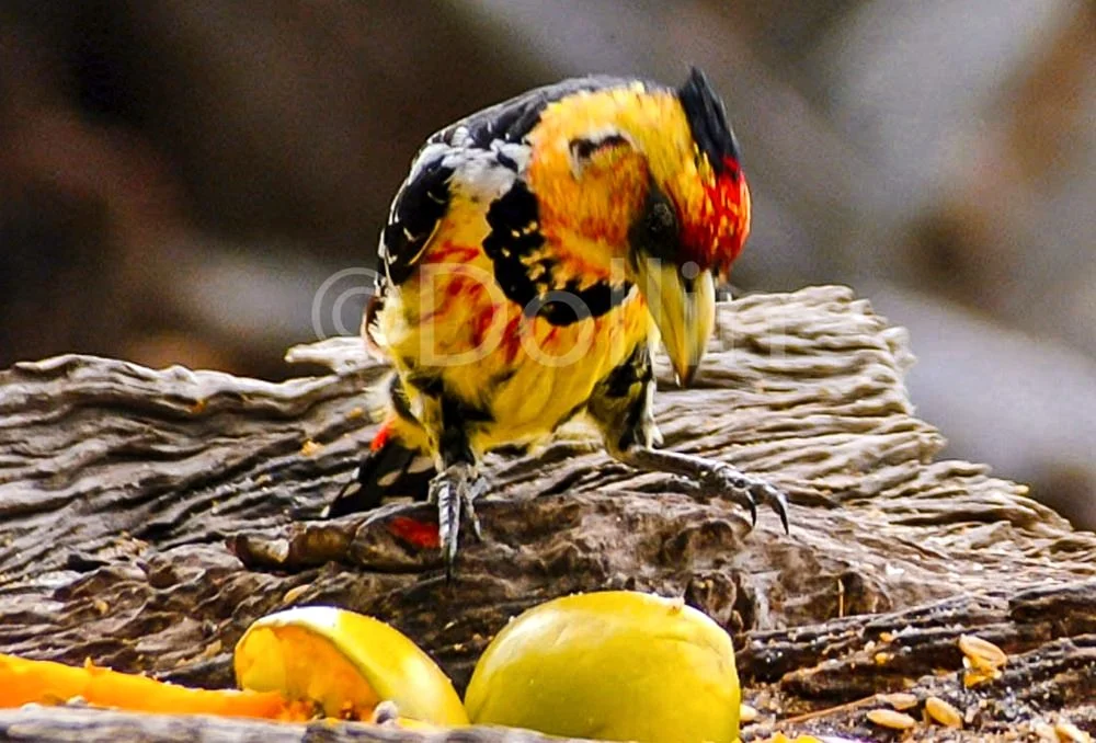 African Crested Barbet