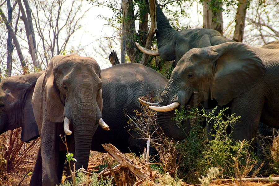 African Elephant Group