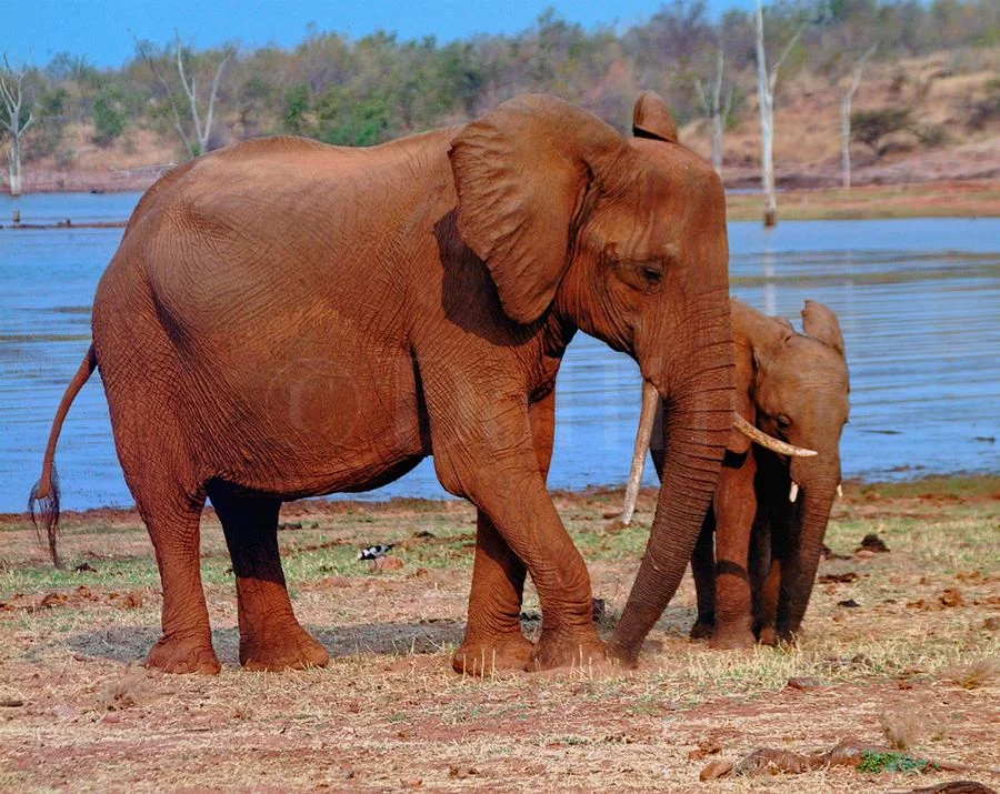 African Elephant Mom with young