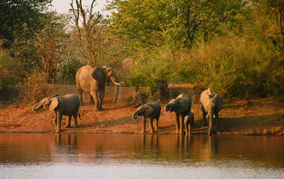 African Elephants at Water Hole