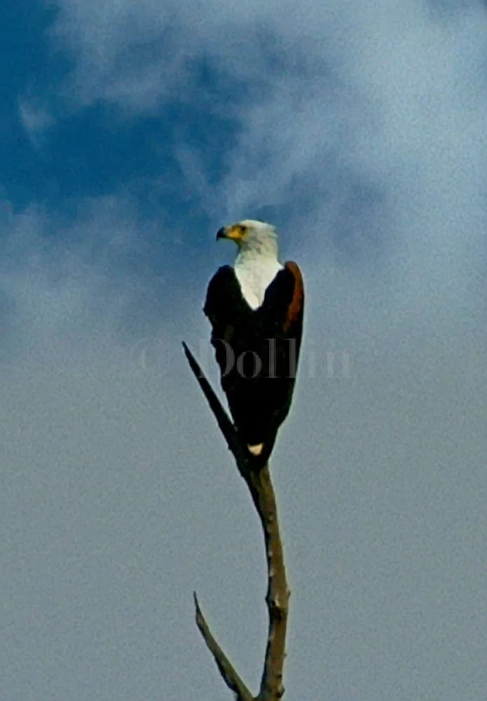African Fish Eagle