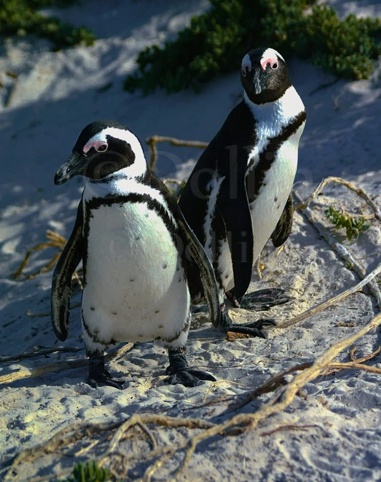 African Jackass Penguins