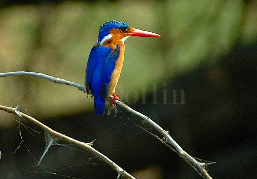 African Kingfisher
