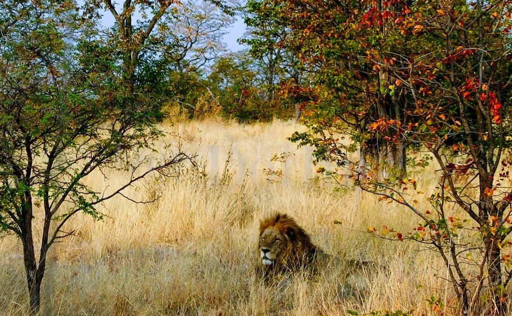 African Lion
