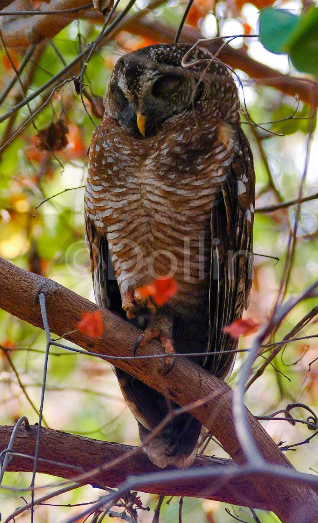 African Wood Owl