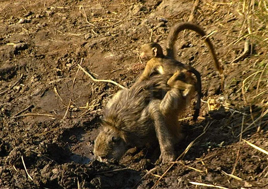 Baboon