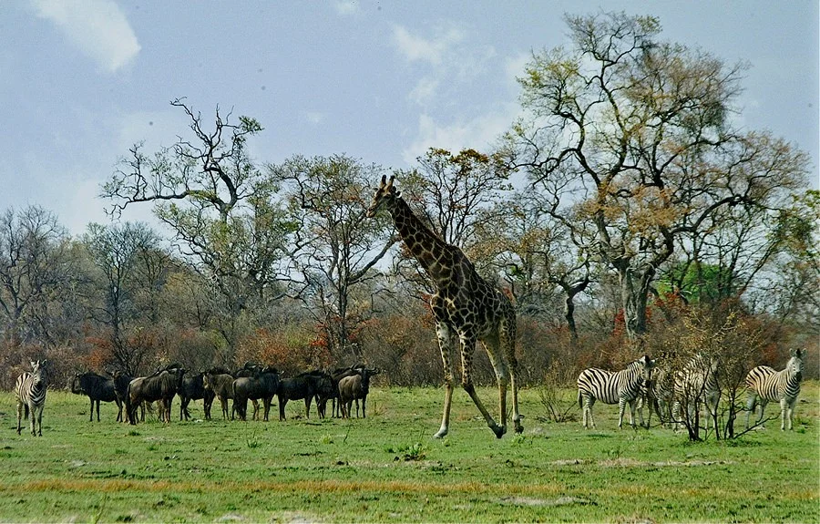 Giraffe, Zebra and Wildebeest