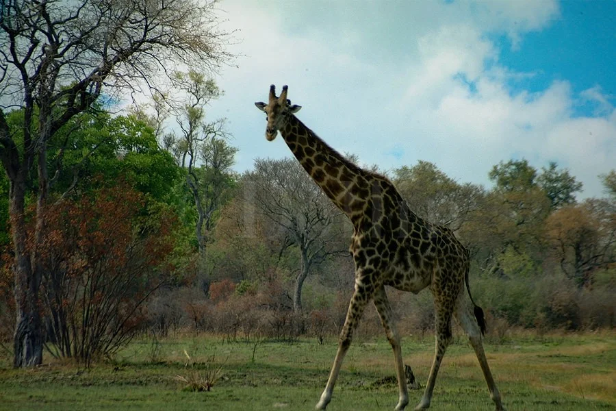 Giraffe
