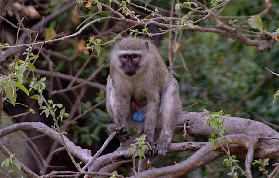 Vervet Monkey