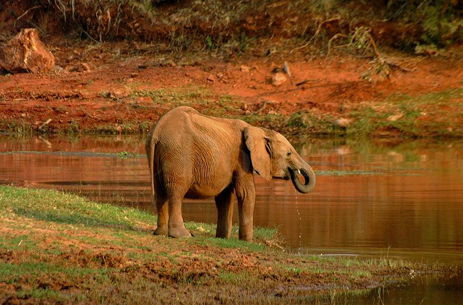 Elephant