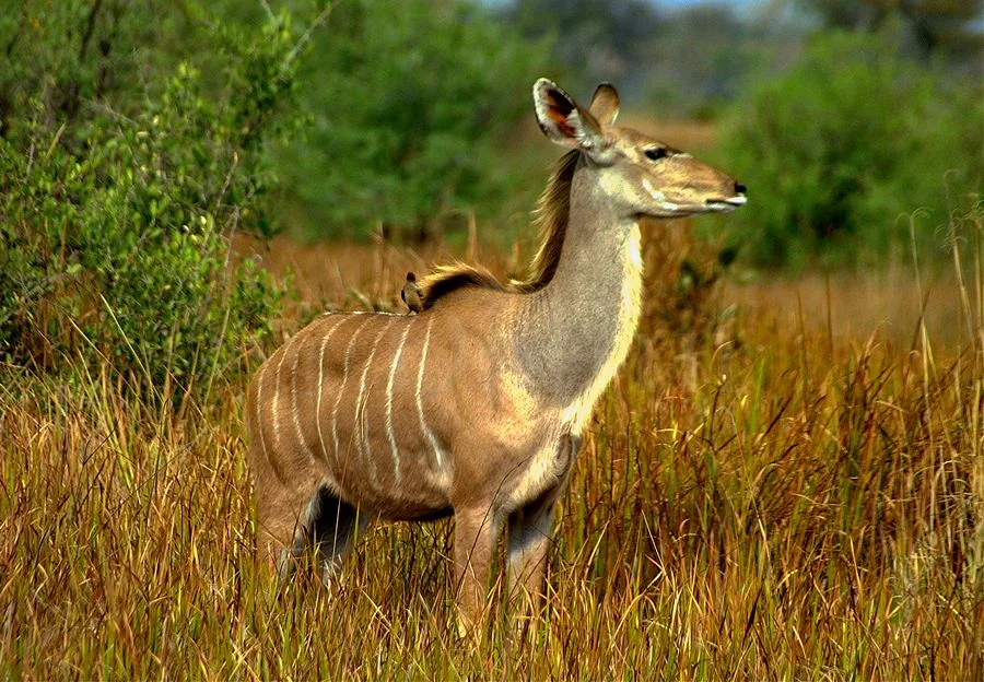 Kudu