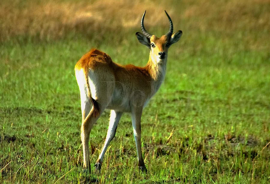 Red Lechwe