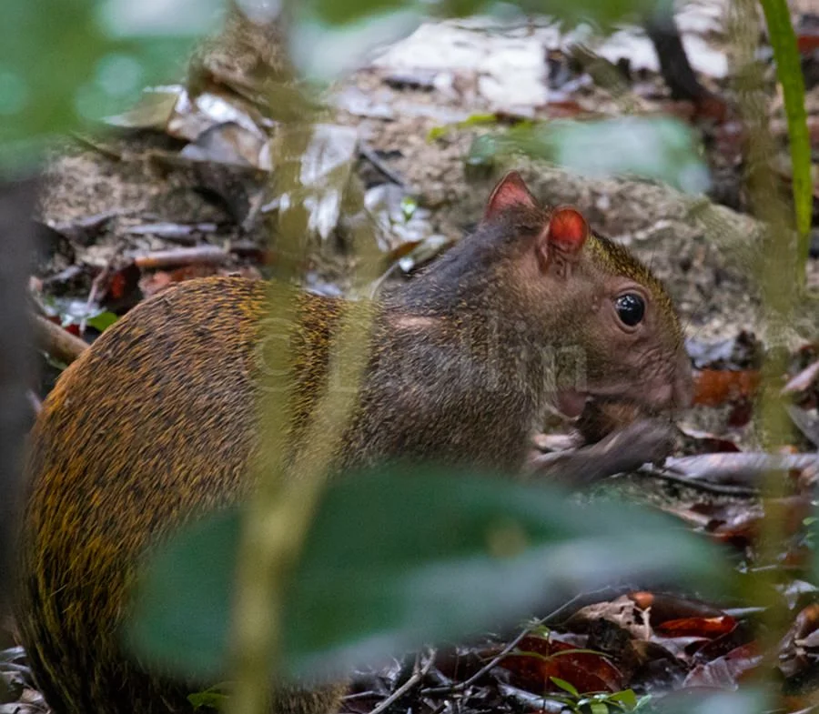 Agouti.jpg