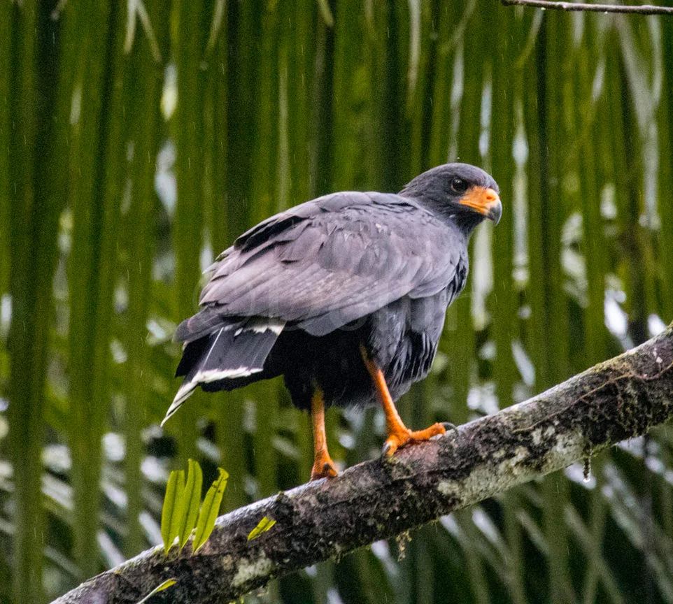 Common Black Hawk.jpg