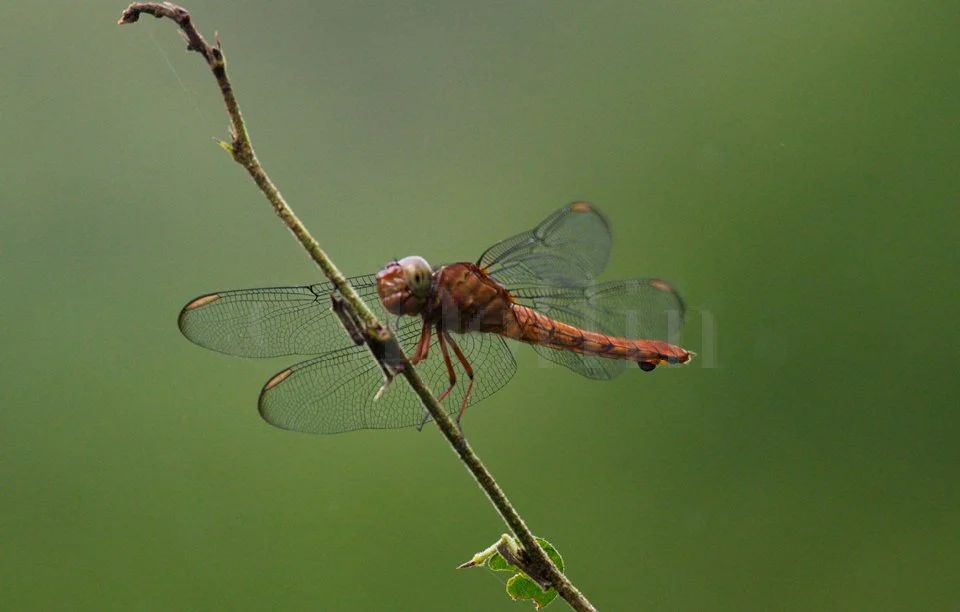 Dragonfly.jpg