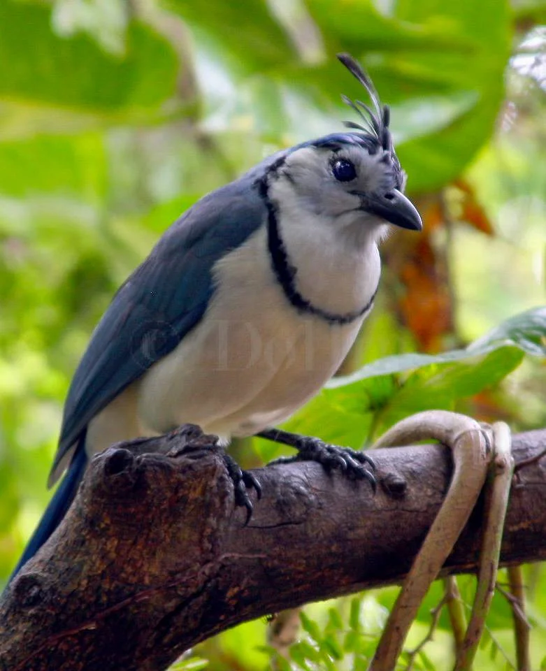 Magpie Jay.jpg
