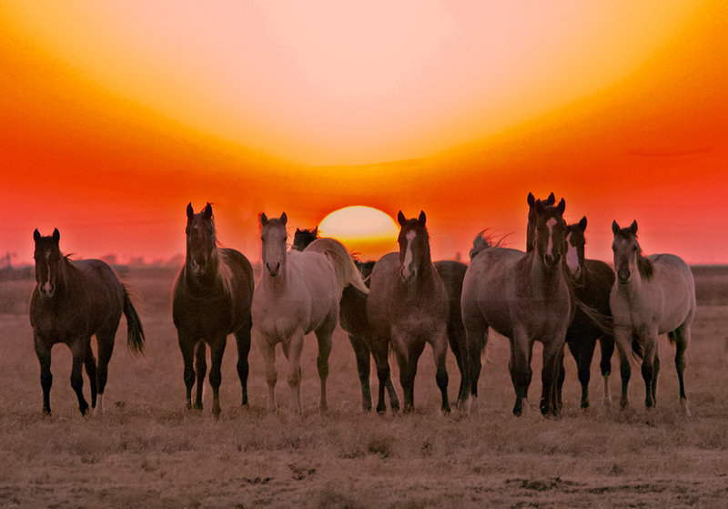 Buffalo Lake NWR Horse Sunset.jpg