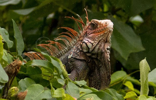 Black Spiny-tailed Iguana.jpg