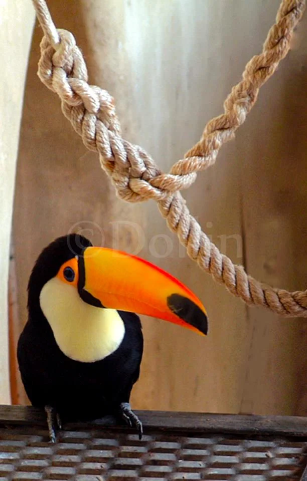 Buenos_Aires_Zoo_Toucan.jpg