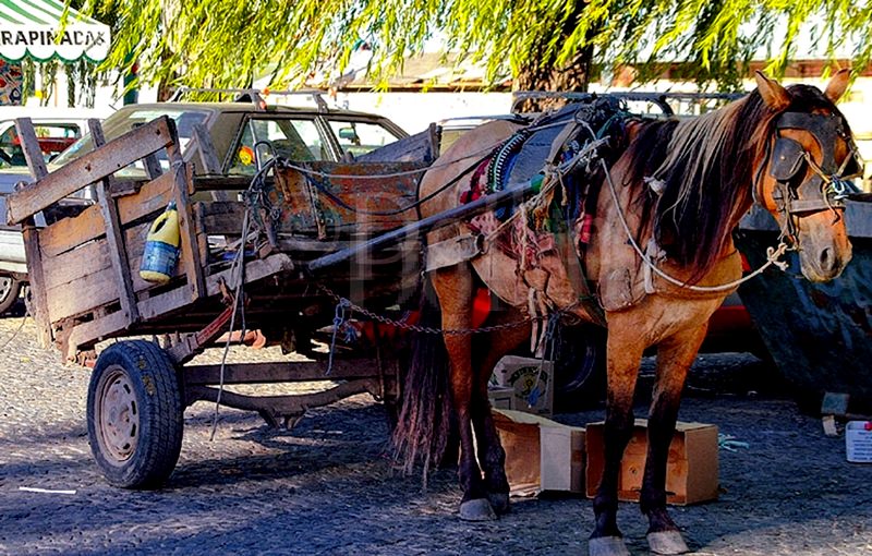 Tigre_Horse_Cart2.jpg