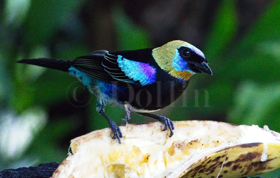 GoldenhoodedTanager.jpg