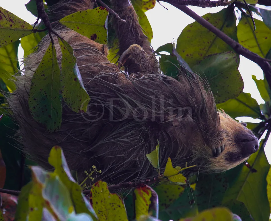 Twotoed Sloth1.jpg