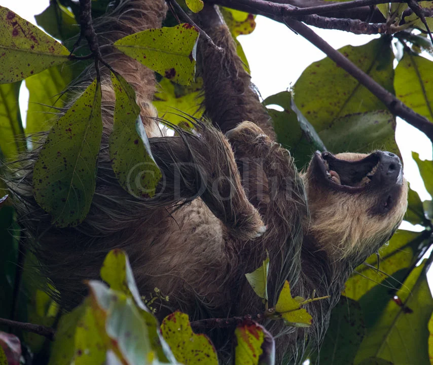 TwotoedSloth.jpg