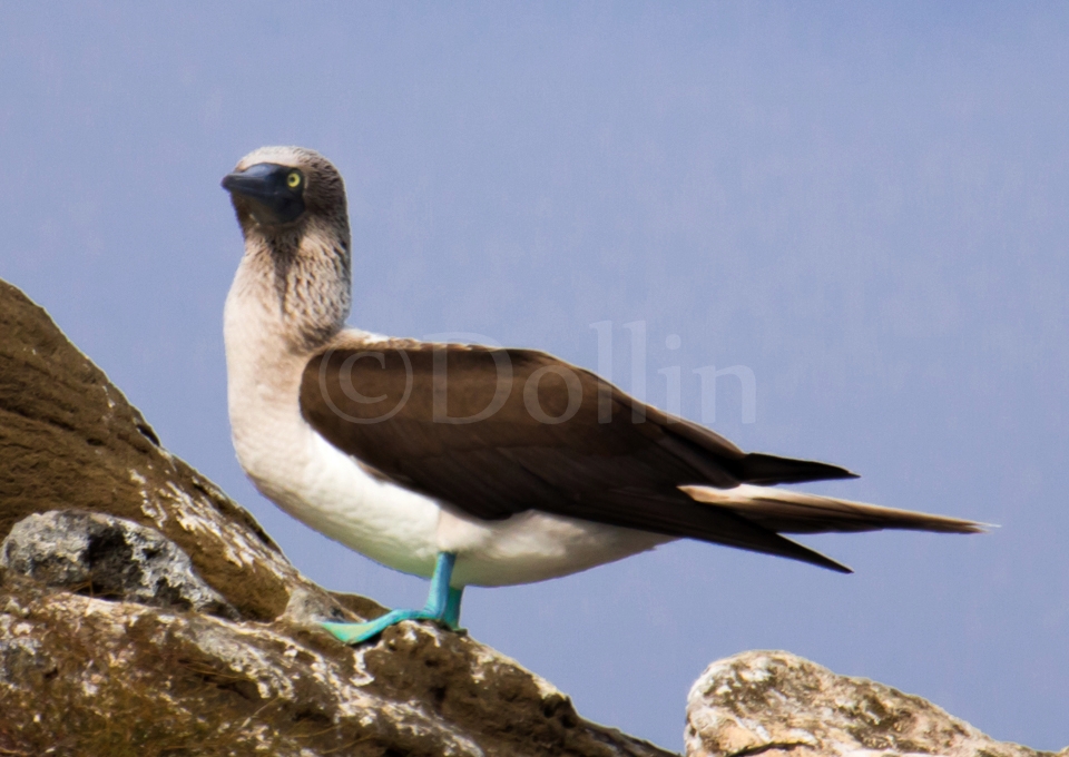 Blue-footed Booby