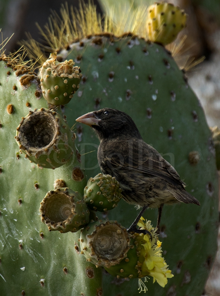 Cactus Finch
