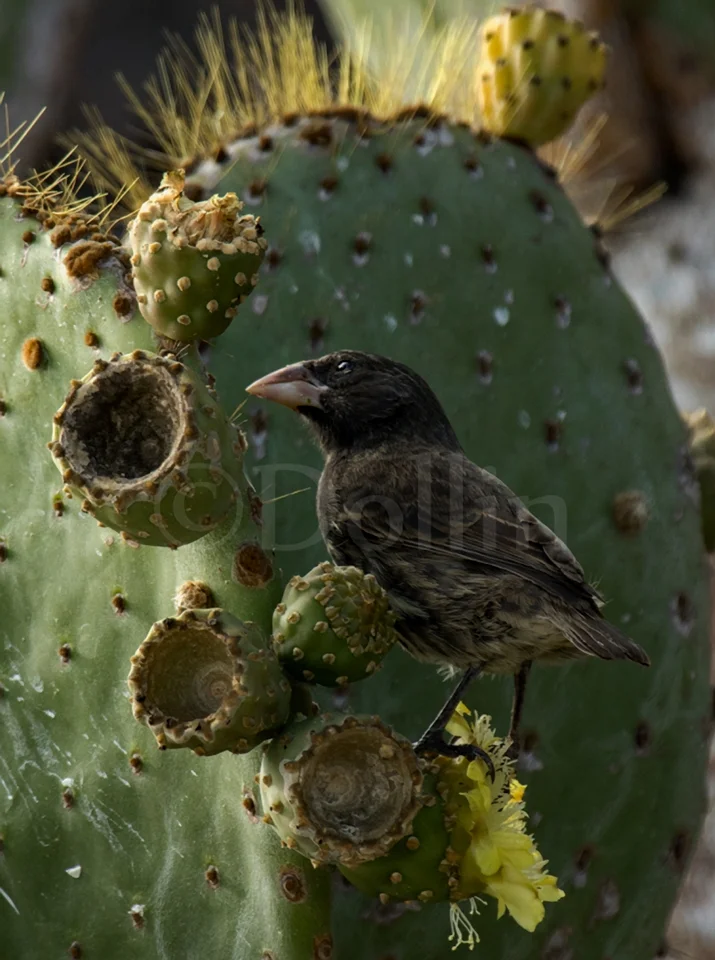 Cactus Finch