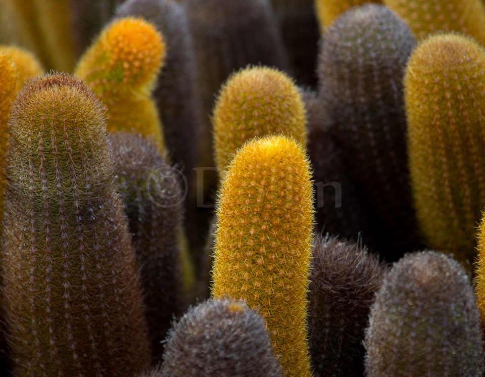 Galapagos Cactus