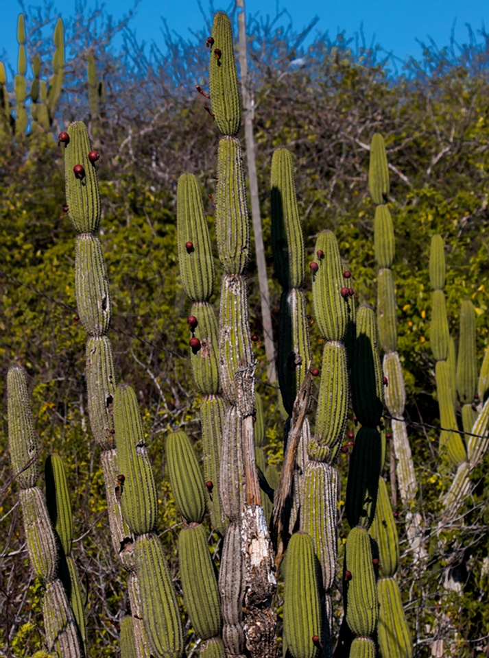 Galapagos Cactus