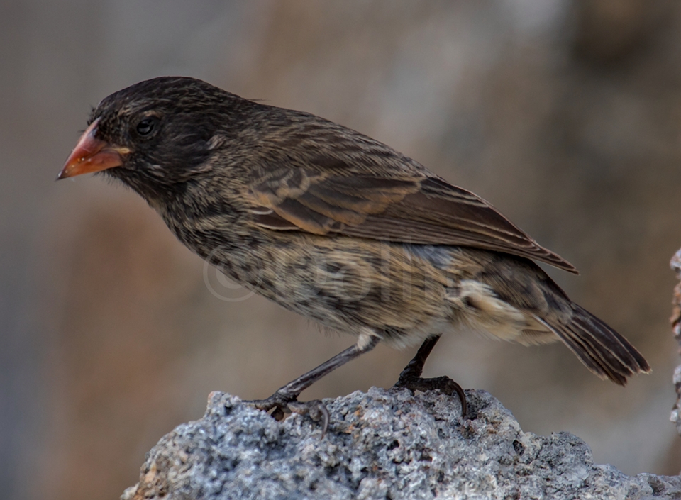 Galapagos Finch