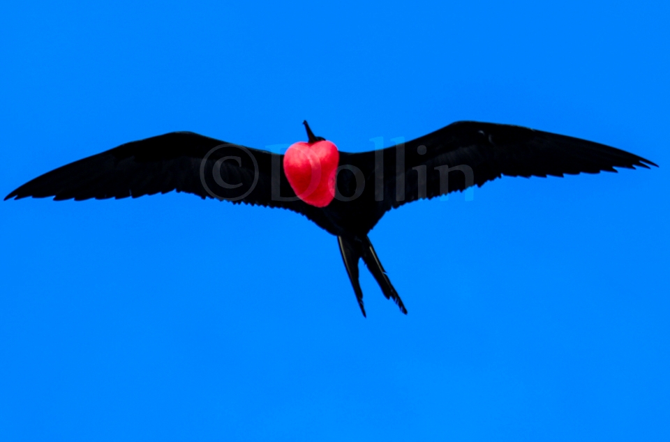 Magnificent Frigatebird