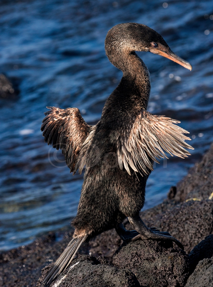 Flightless Cormorant