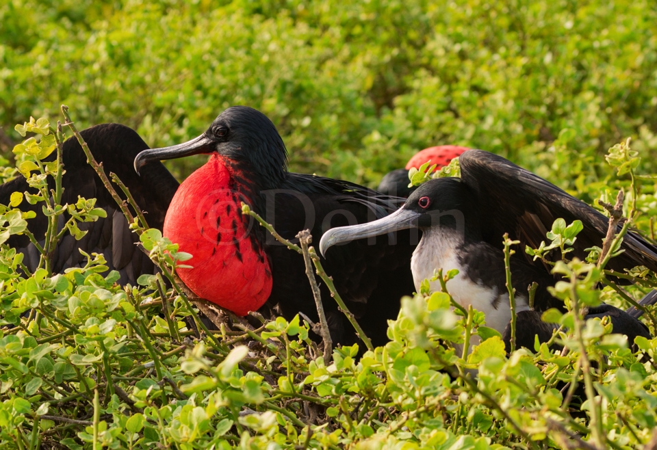 Magnificent Frigatebird Pair