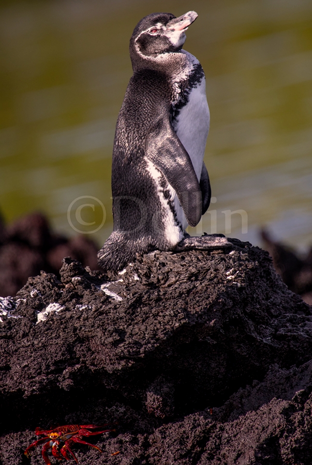 Galapagos Penguin