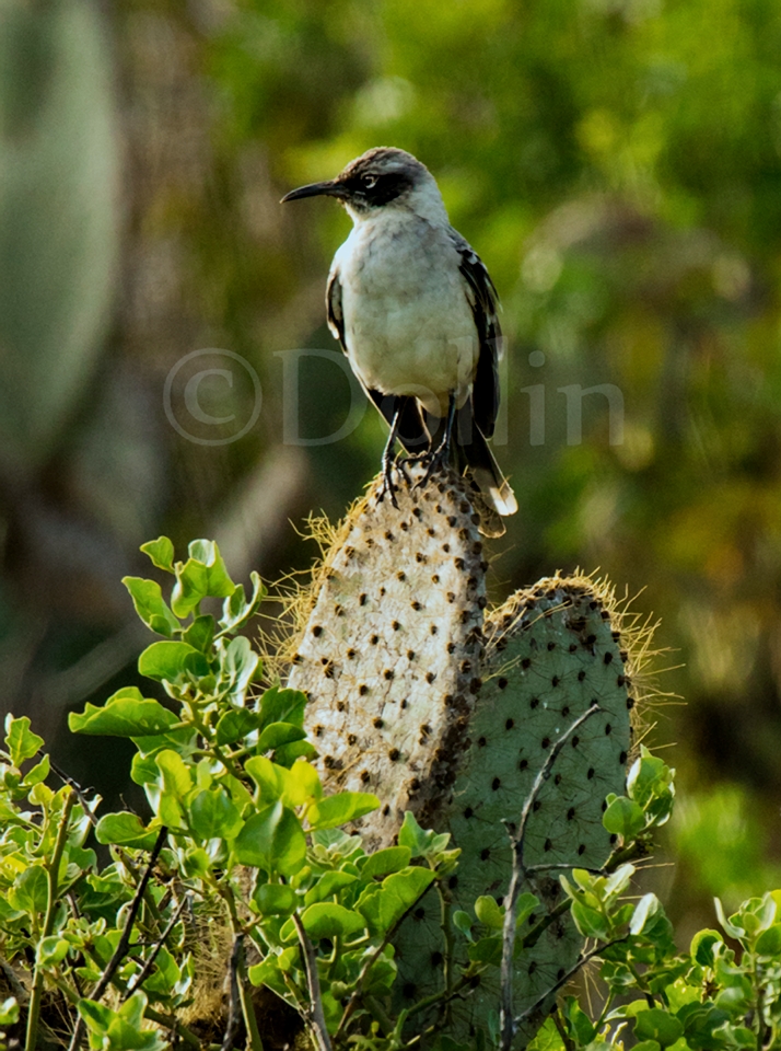 Galapagos Mockingbird