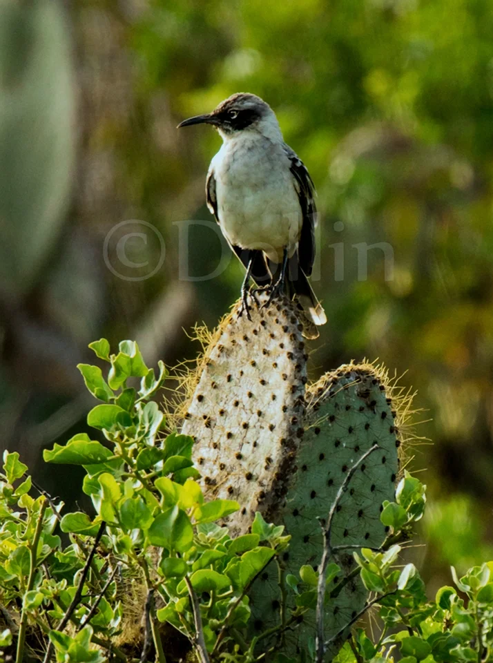 Galapagos Mockingbird