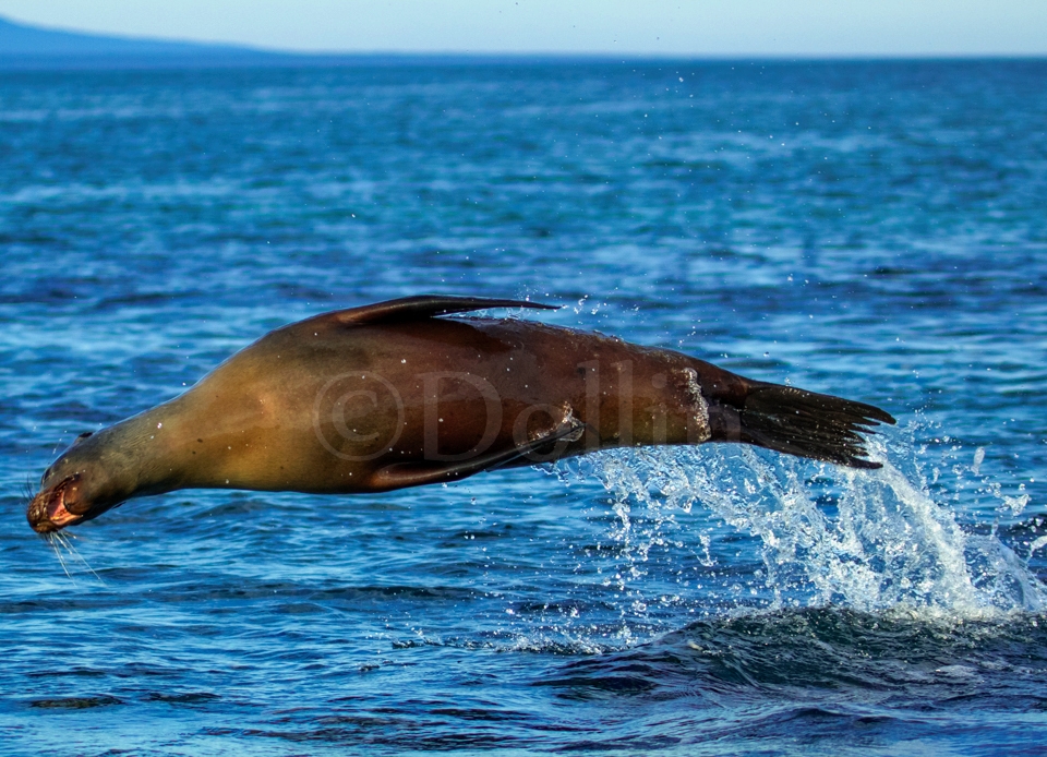 Galapagos Sea Lion