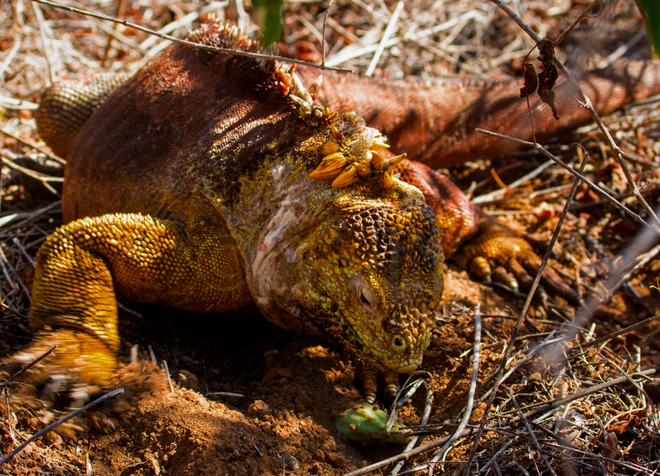 Land Iguana