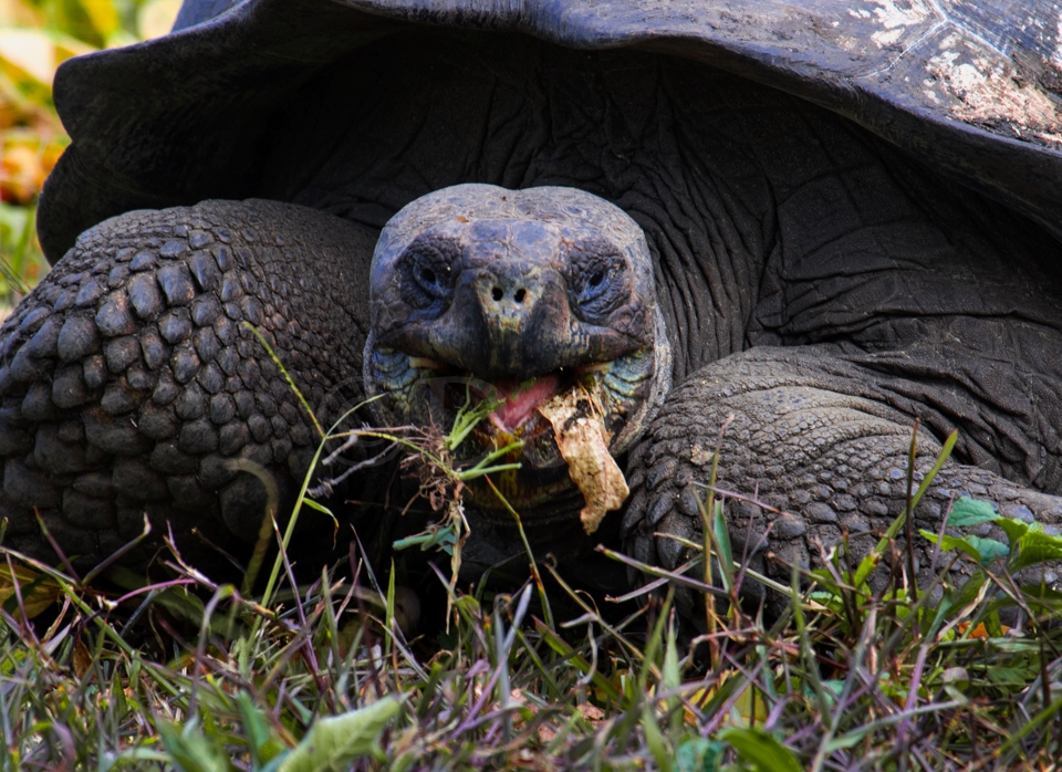 Galapagos Land Tortoise